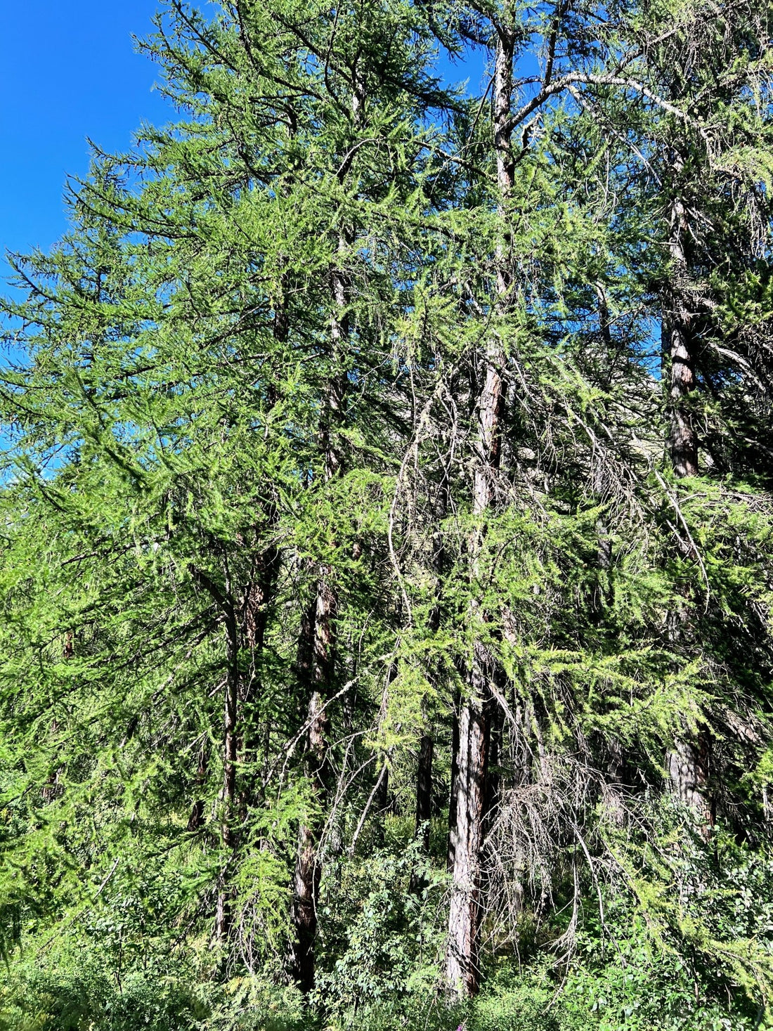 Ici, tout est fait pour que vous vous sentiez respirer et vivre - La Cabane à Loulous