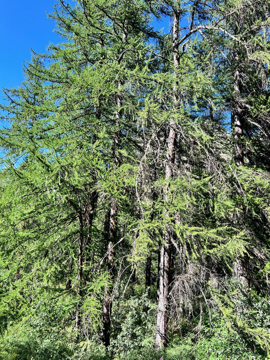 Ici, tout est fait pour que vous vous sentiez respirer et vivre - La Cabane à Loulous