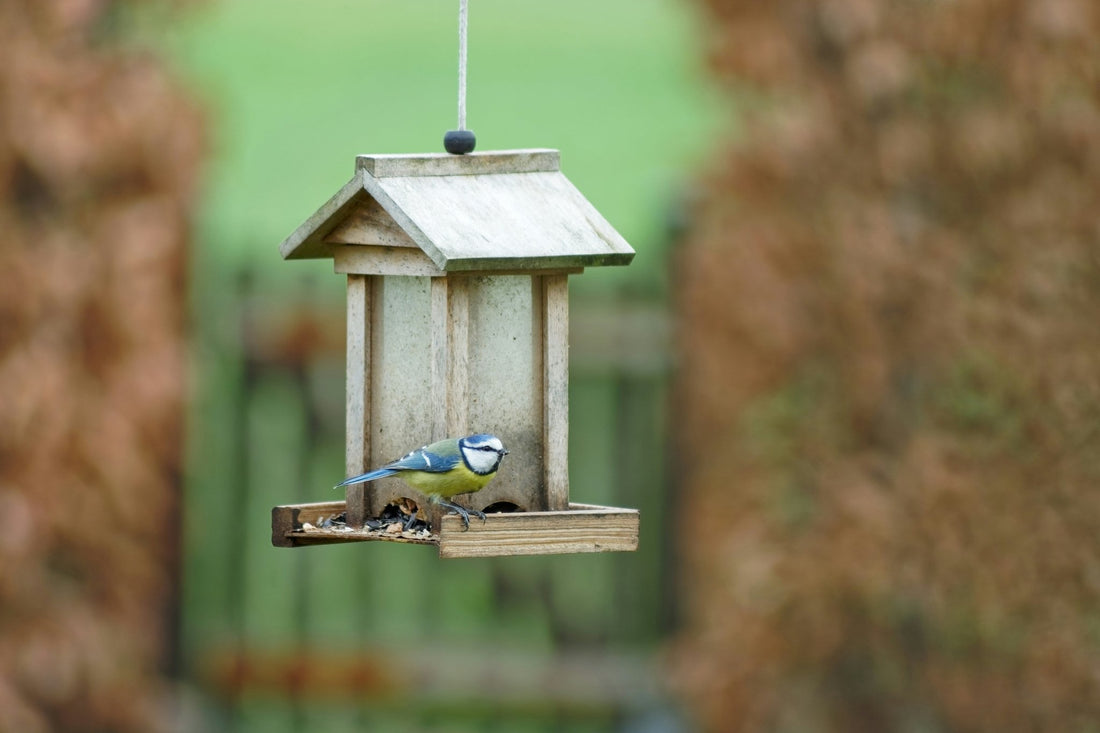 Pourquoi Installer une Mangeoire à Oiseaux dans Votre Jardin ou sur Votre Balcon ? - La Cabane à Loulous