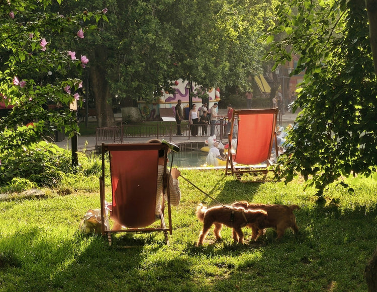 Objets en bois pour le jardin et nos animaux - La Cabane à Loulous